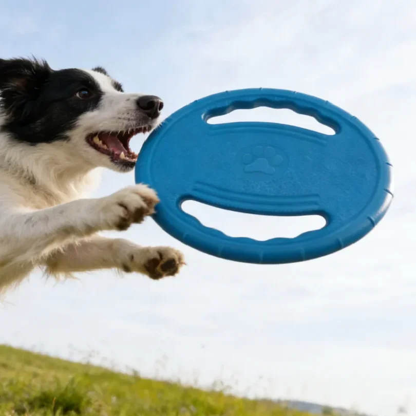 Interactive EVA Flying Disc Dog Toy
